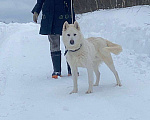 Собаки в Москве: Белый красавец в дар, компаньон Мальчик, Бесплатно - фото 1