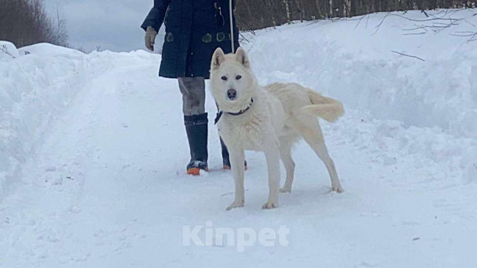 Собаки в Москве: Белый красавец в дар, компаньон Мальчик, Бесплатно - фото 1