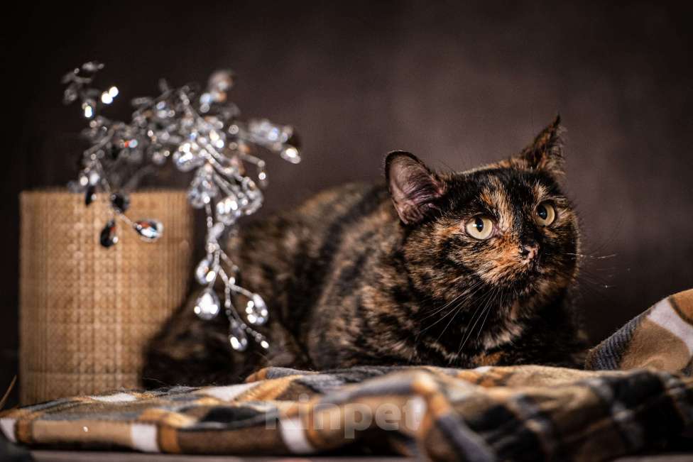 Кошки в Клине: Муся - необыкновенная кошечка Девочка, Бесплатно - фото 6