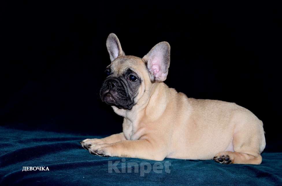 Собаки в Екатеринбурге: Фоанцузики. Ушастое Счастье  Девочка, Бесплатно - фото 8