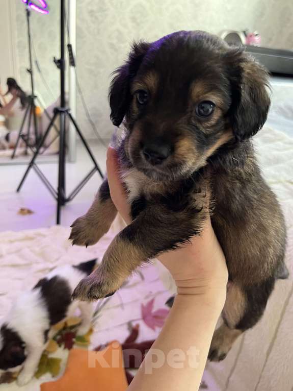 Собаки в Краснодаре: Щенок  Девочка, 1 000 руб. - фото 1