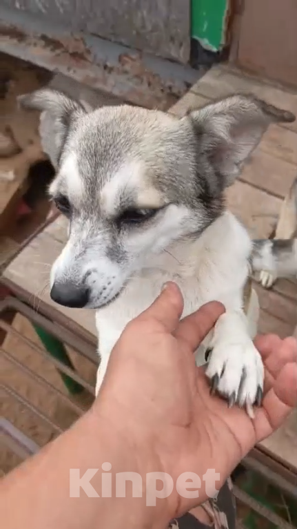 Собаки в Москве: Маленькая Кукла ищет дом и семью Девочка, Бесплатно - фото 3