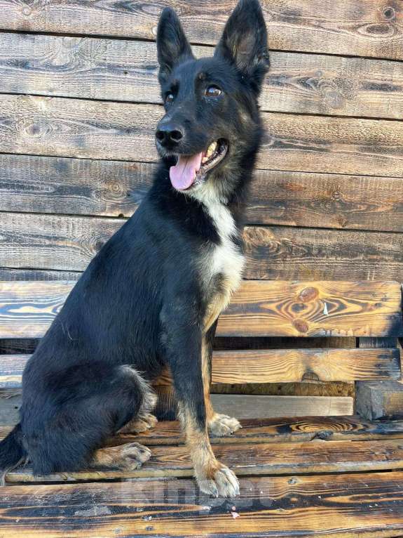 Собаки в Владимире: Ерофей в добрые руки Мальчик, Бесплатно - фото 2