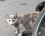 Кошки в Москве: Трехцветная кошечка погибает на улице Девочка, 1 руб. - фото 4