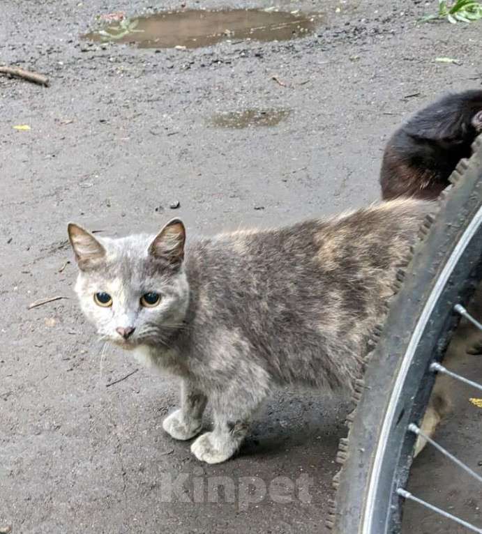 Кошки в Москве: Трехцветная кошечка погибает на улице Девочка, 1 руб. - фото 4