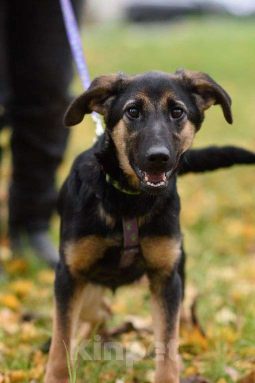 Собаки в Москве: Дейзи Девочка, Бесплатно - фото 4