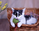 Кошки в Москве: Маленькая кошечка котёнок Ника ищет дом Девочка, 10 руб. - фото 3