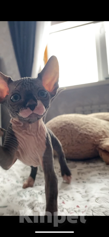 Кошки в Омске: Котята канадского сфинкса Мальчик, 15 000 руб. - фото 8