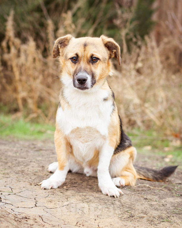Собаки в Москве: Добрый и общительный Перчик ищет дом Мальчик, Бесплатно - фото 2