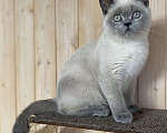 Кошки в Москве: Британские котята Мальчик, 65 000 руб. - фото 5