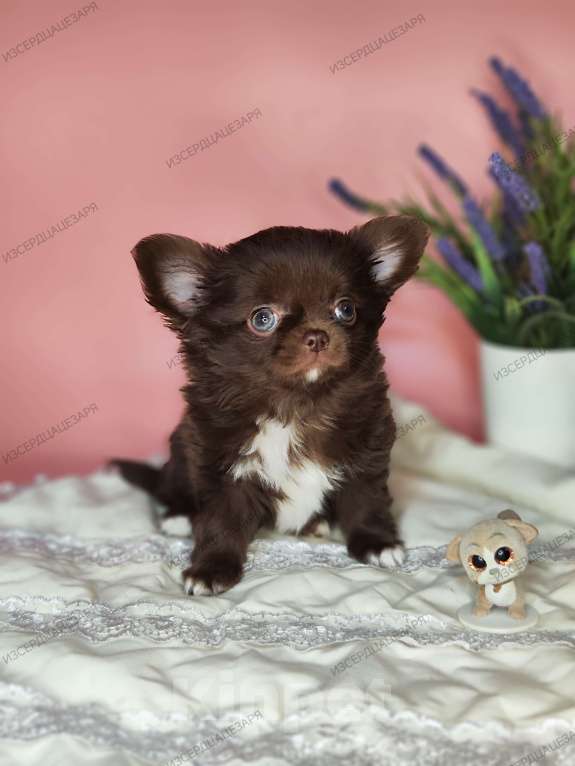 Собаки в Москве: Шоколадный мальчик Мальчик, 40 000 руб. - фото 4