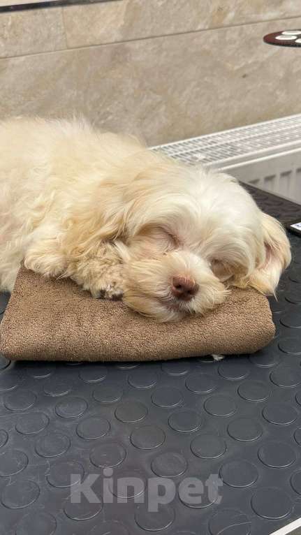 Собаки в Москве: Русская цветная болонка Мальчик, 40 000 руб. - фото 4