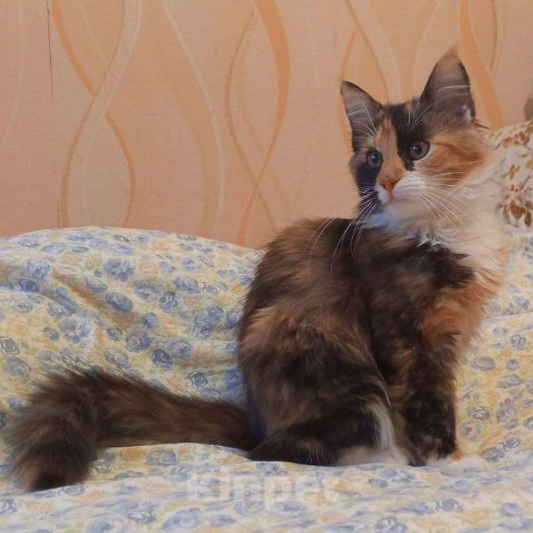 Кошки в Санкт-Петербурге: Котёнок Кася, трёхцветная-черепаховая Девочка, Бесплатно - фото 10