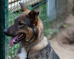 Собаки в Балашихе: Молодой добрый пёс 1,10 г. из приюта Мальчик, Бесплатно - фото 9