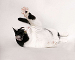 Кошки в Москве: Ласковая кошка Нюша в добрые руки Девочка, 1 руб. - фото 7