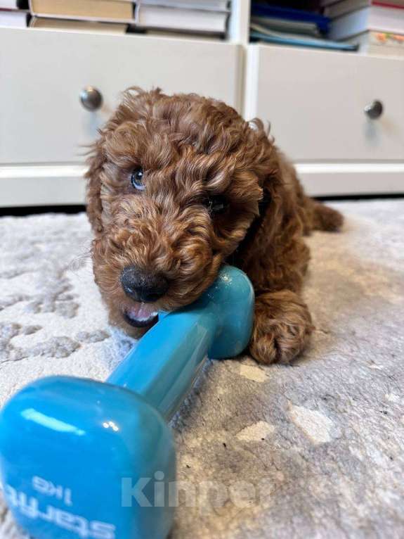 Собаки в Санкт-Петербурге: Мальчик малого(среднего)пуделя , Питер Мальчик, 45 000 руб. - фото 1