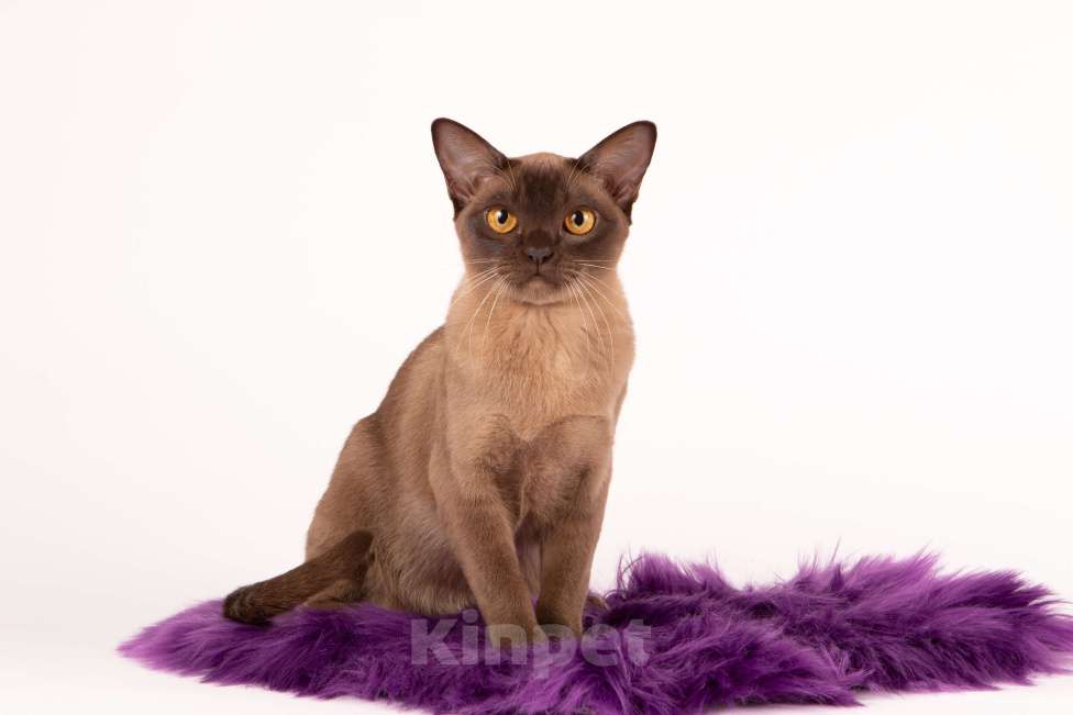 Кошки в Санкт-Петербурге: Бурманский котенок Девочка, Бесплатно - фото 3