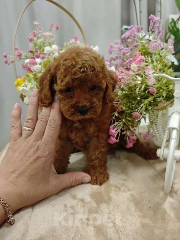 Собаки в Твери: Щенки пуделя. Разнополые, 60 000 руб. - фото 9