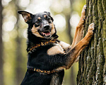 Собаки в Москве: Собака в добрые руки. Собака ищет дом. Девочка, Бесплатно - фото 1