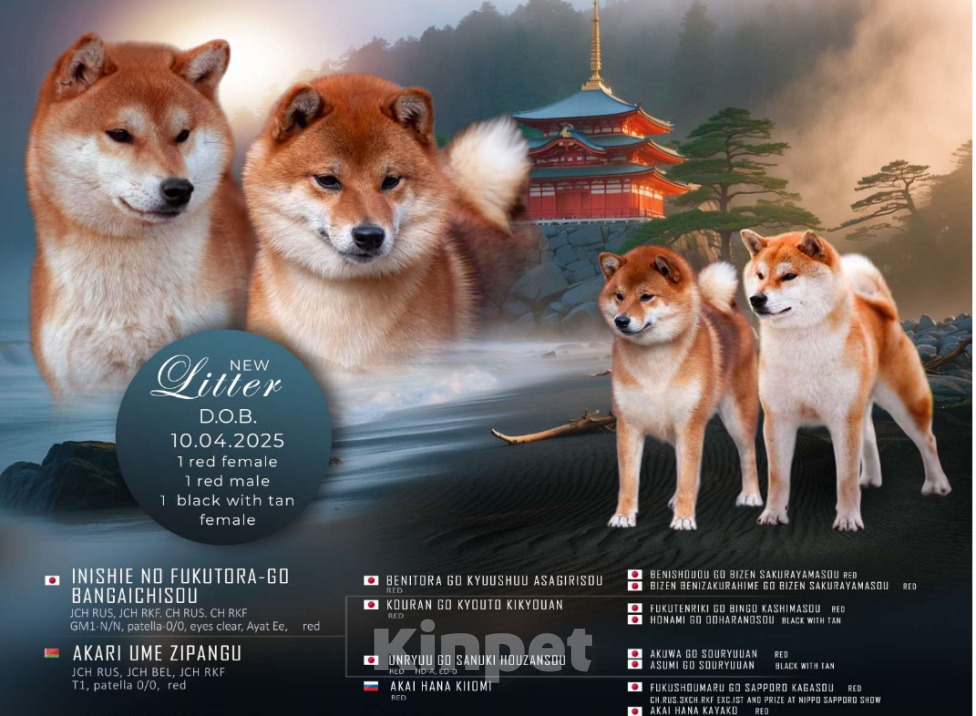 Собаки в Москве: Продаю щенка Сиба ину Мальчик, 120 000 руб. - фото 2