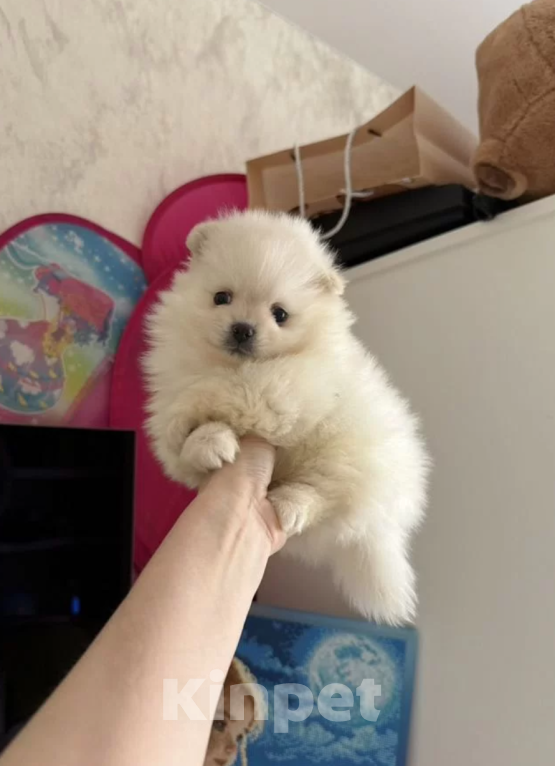 Собаки в Москве: Мальчик Мальчик, 25 000 руб. - фото 1