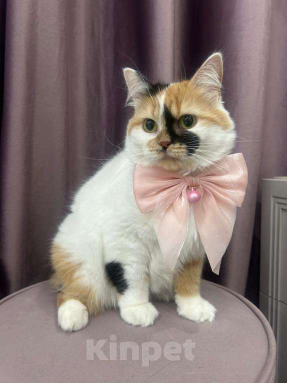 Кошки в Москве: Изысканная кошка Афина в добрые руки Девочка, Бесплатно - фото 4