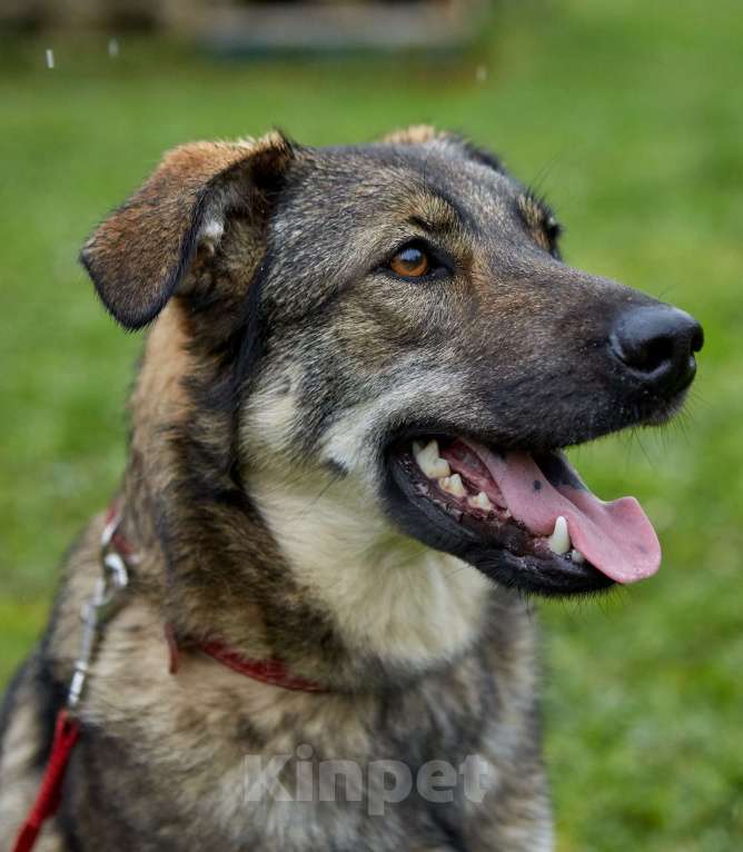 Собаки в Москве: Шерри. Собака из приюта с потрясающей улыбкой Девочка, Бесплатно - фото 4