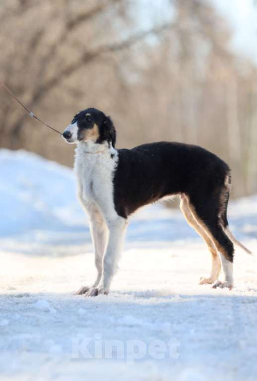 Собаки в Нижнем Новгороде: Русская псовая борзая, щенок Мальчик, 80 000 руб. - фото 1