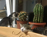 Кошки в Усть-Лабинске: Отдам в добрые руки  Мальчик, 1 руб. - фото 1
