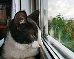 Кошки в Санкт-Петербурге: Черно-белый котенок с невероятной жаждой к жизни Мальчик, 200 руб. - фото 4
