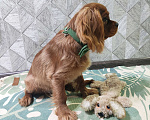 Собаки в Москве: Щенки Кавалер Кинг Чарльз спаниель Мальчик, 100 000 руб. - фото 4