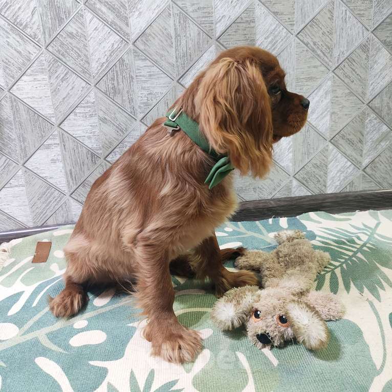 Собаки в Москве: Щенки Кавалер Кинг Чарльз спаниель Мальчик, 100 000 руб. - фото 4