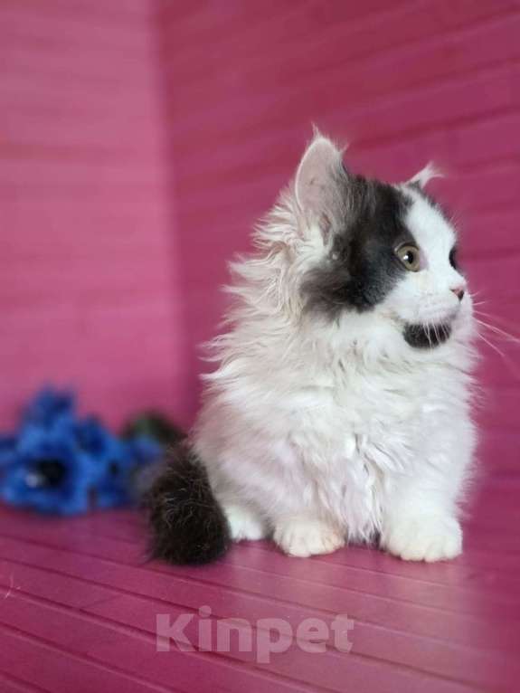 Кошки в Москве: Манчкины два мальчика короткие лапки Мальчик, 35 000 руб. - фото 7