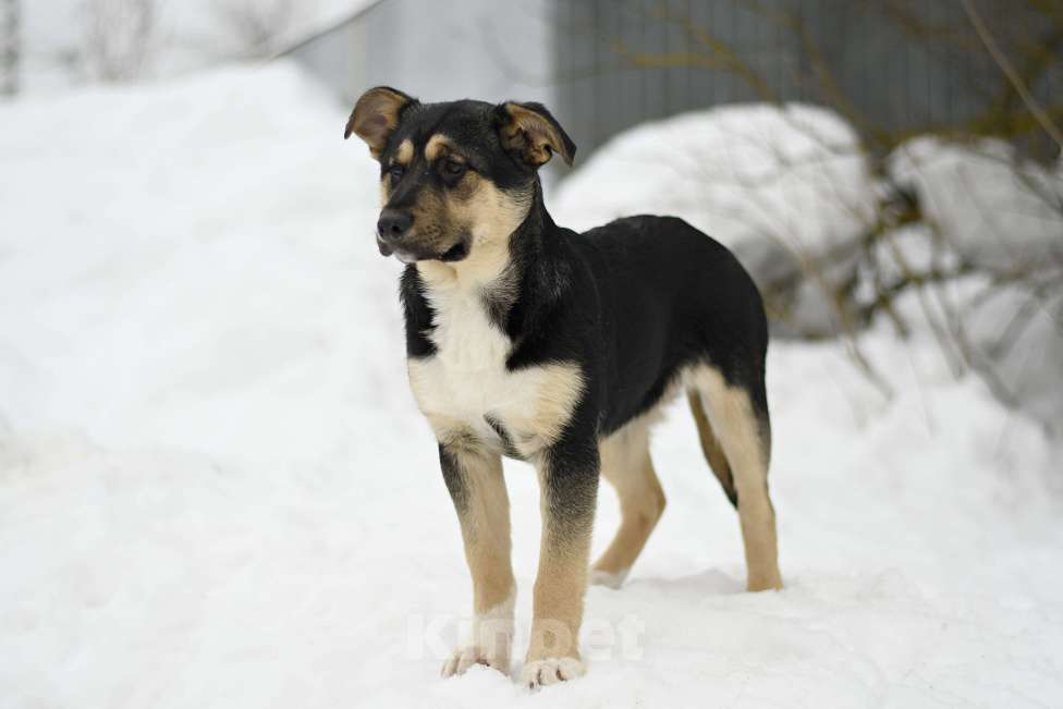 Собаки в других городах Московской области: щенок Ника ищет семью Девочка, Бесплатно - фото 8