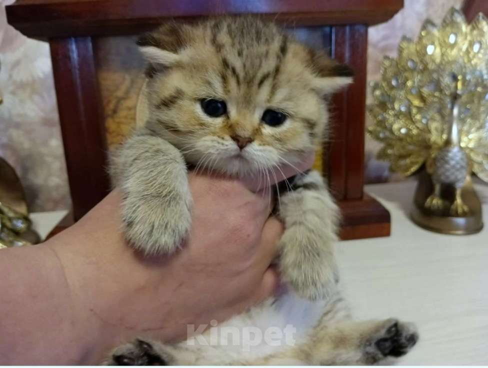 Кошки в Ижевске: Британская золотая шиншилла, киска Девочка, Бесплатно - фото 2