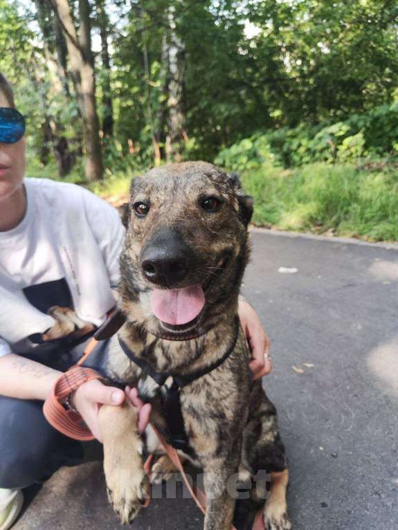 Собаки в Москве: Люди не верят, что эта собака их любит Девочка, Бесплатно - фото 3