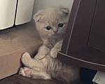 Кошки в других городах Саратовской области: Продам СРОЧНО! Очаровательные метисы экзот-британцы Мальчик, 170 000 руб. - фото 1