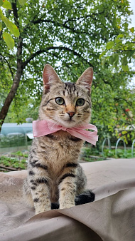 Отдам котенка