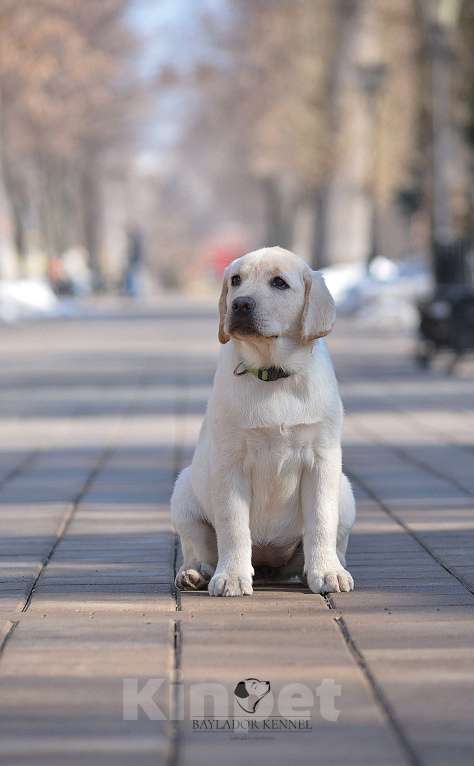 Собаки в Самаре: Лабрадор Девочка, 60 000 руб. - фото 1