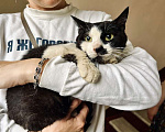 Кошки в Москве: Ласковая и очень несчастная кошка Тату! Помогите найти ей дом! Девочка, Бесплатно - фото 2