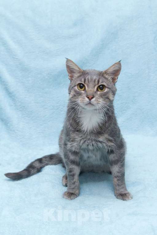 Кошки в Москве: Пушок ждет свою семью!  Мальчик, Бесплатно - фото 5