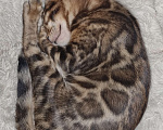 Кошки в Кемерово: Продам Бенгальских котят с документами Мальчик, 50 000 руб. - фото 4