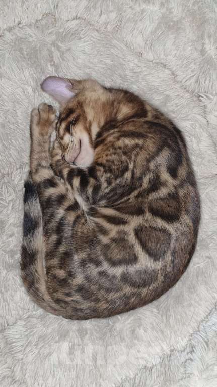 Кошки в Кемерово: Продам Бенгальских котят с документами Мальчик, 50 000 руб. - фото 4