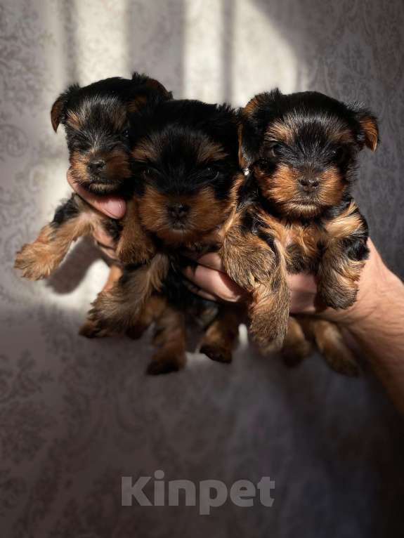 Собаки в Новосибирске: Встречайте того само Мальчик, 25 000 руб. - фото 1