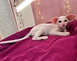 Кошки в Ижевске: Ориентальные котята Девочка, Бесплатно - фото 2