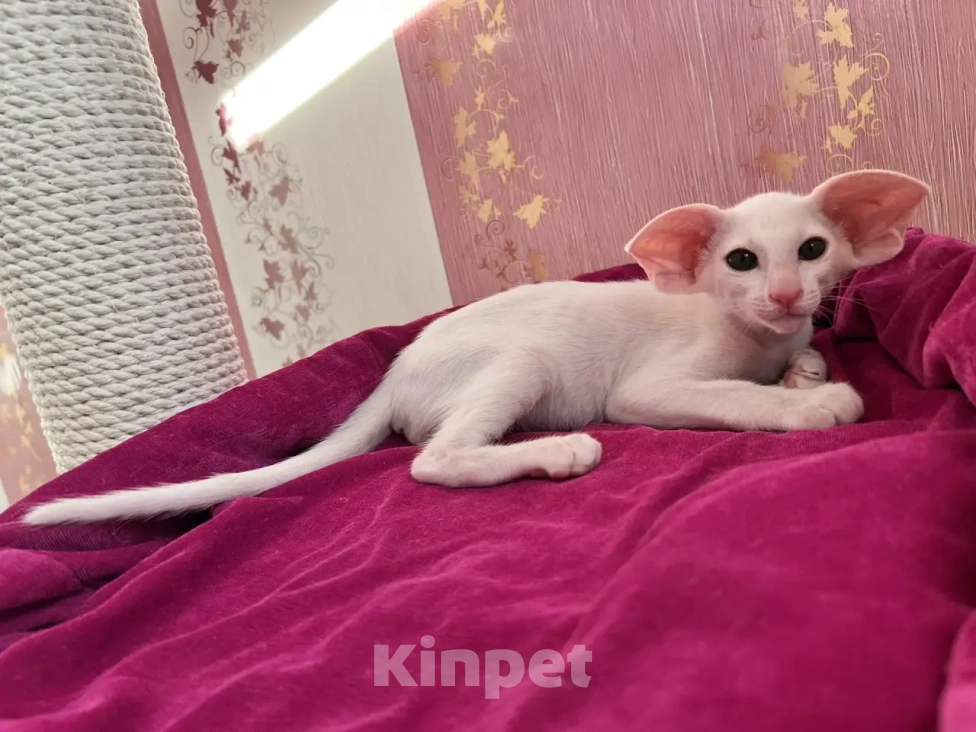Кошки в Ижевске: Ориентальные котята Девочка, Бесплатно - фото 2