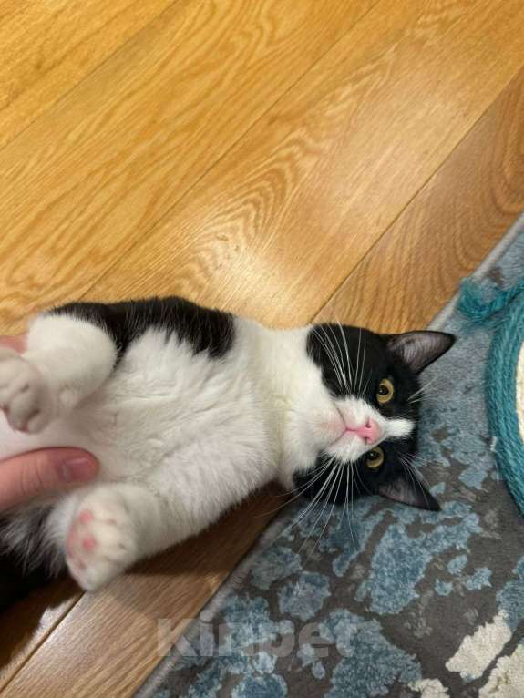 Кошки в Москве: Отдам в добрые руки Мальчик, Бесплатно - фото 4