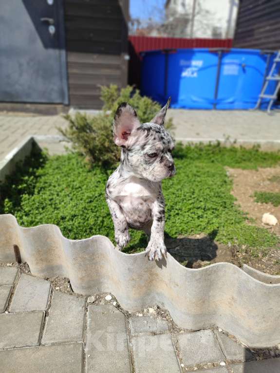 Собаки в Севастополе: Щенки Французского бульдога Девочка, 50 000 руб. - фото 4