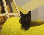 Кошки в Волгограде: Умный котенок в добрые руки Девочка, Бесплатно - фото 1