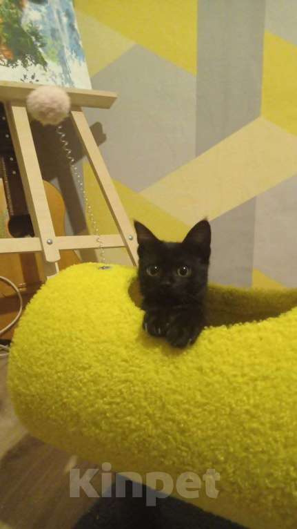 Кошки в Волгограде: Умный котенок в добрые руки Девочка, Бесплатно - фото 1